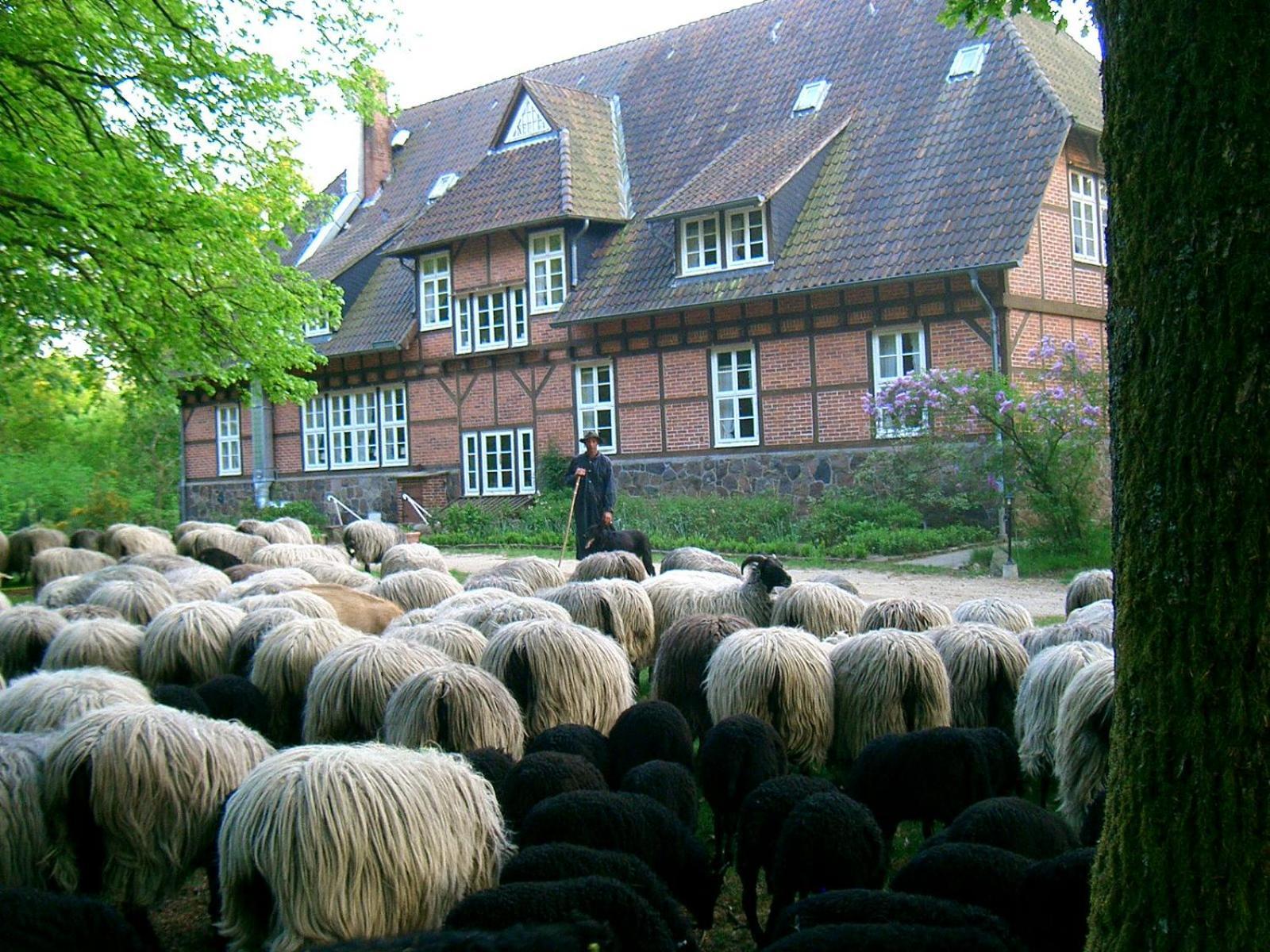 Haus Heidetal Bed & Breakfast Bispingen Dış mekan fotoğraf
